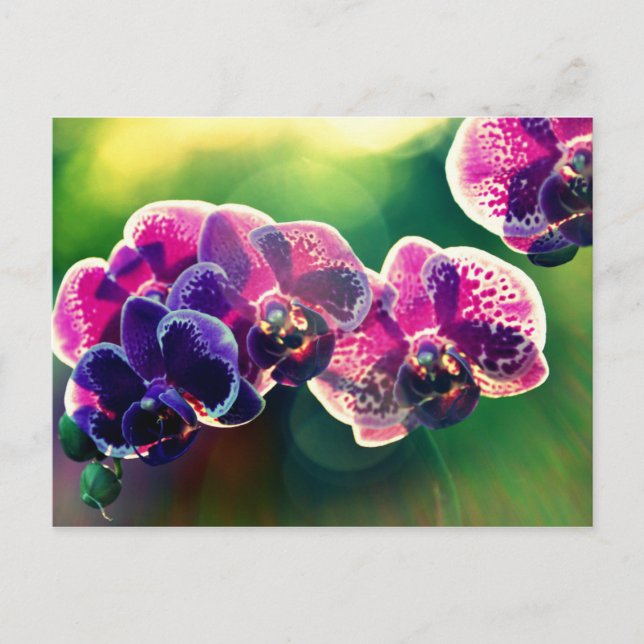 Dayspring Orchid Postkarte (Vorderseite)