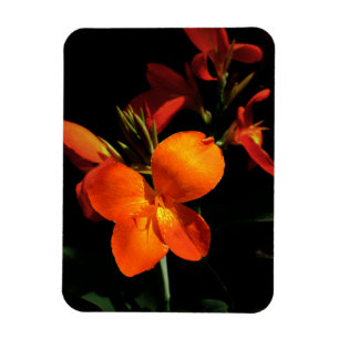 Dazzling Orchid Foto Magnet