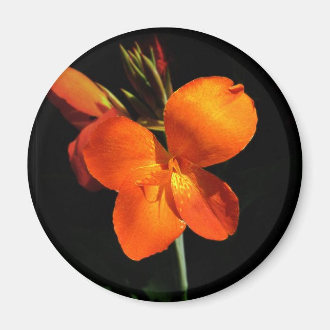 Dazzling Orchid Magnet (Vorne)