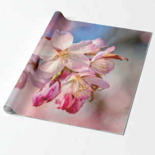 Dazzling Sakura Blume. Beige und blaue Hintergrund Geschenkpapier