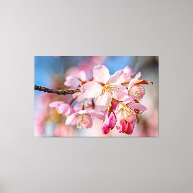 Dazzling Sakura Blume. Beige und blaue Hintergrund Leinwanddruck (Vorderseite)