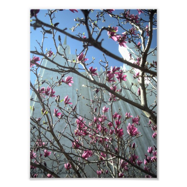 DC Tempel in rosa Blume Fotodruck (Vorne)