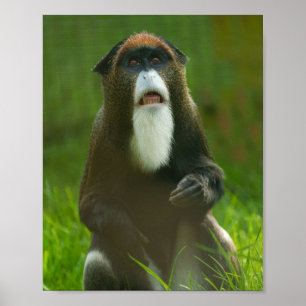 De Brazza Poster