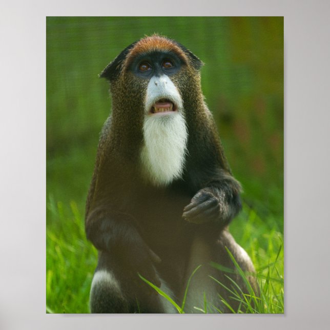 De Brazza Poster (Vorne)