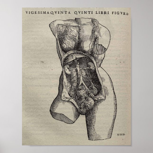 De Humani Corporis Poster (Vorne)