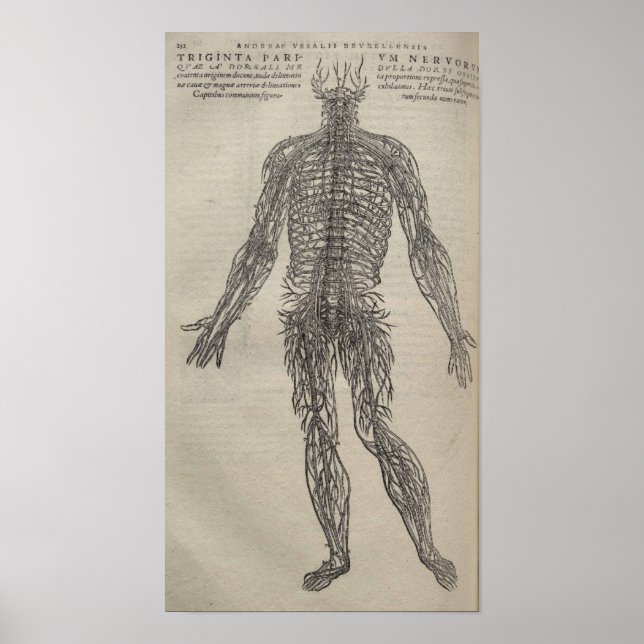 De Humani Corporis Poster (Vorne)