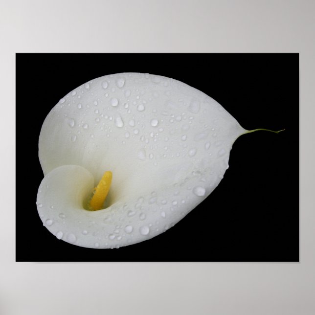 Dead Drop White Arum Lily Poster (Vorne)