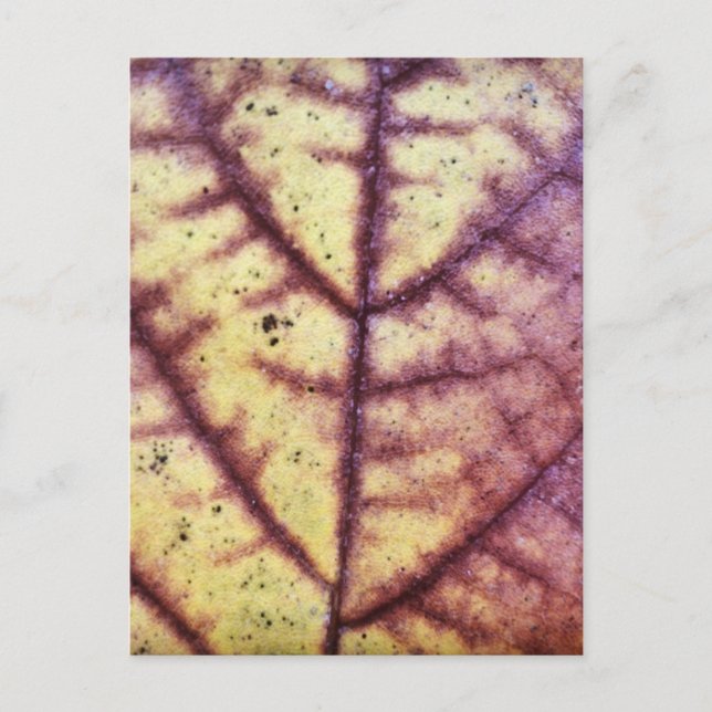 Dead Leaf Texture Postcard Postkarte (Vorderseite)