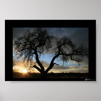 Dead Tree Sunset Poster