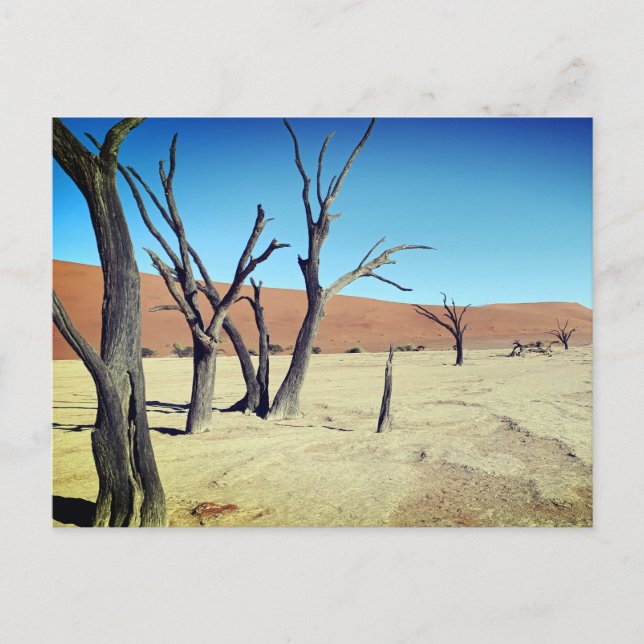 Dead Vlei, Namibia Postcard Postkarte (Vorderseite)