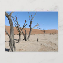 Dead Vlei, Namibia Postcard