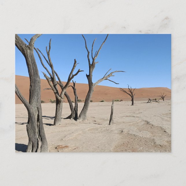 Dead Vlei, Namibia Postcard Postkarte (Vorderseite)
