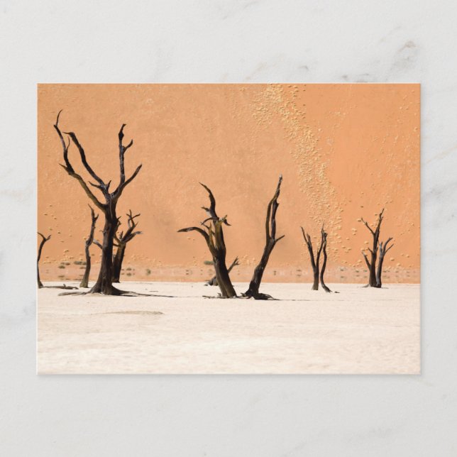 Dead Vlei, Namibia Postkarte (Vorderseite)