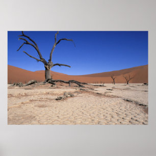Dead Vlei, Sossusvlei, Namib-Naukluft-Nationalpark Poster
