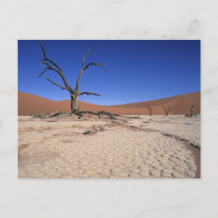 Dead Vlei, Sossusvlei, Namib-Naukluft-Nationalpark Postkarte