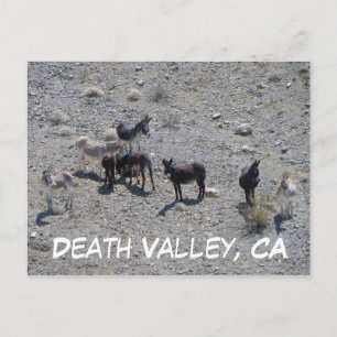 Death Valley Donkey Postcard! Postkarte