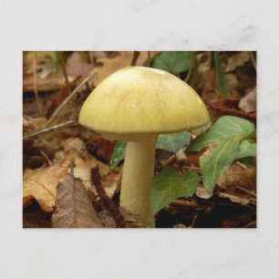 Deathcap Mushroom Postcard Postkarte