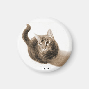 Deckel der Katzen-Magnet Magnet