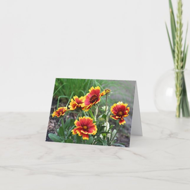 Decken-Daisy-Blumenfotografie  (Vorderseite)