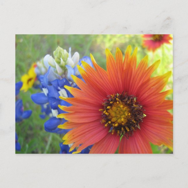 Decken und Bonnets Postkarte (Vorderseite)