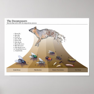 Decomposers Druck Poster
