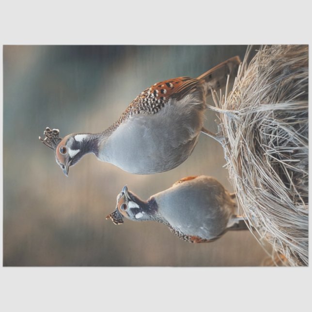 Decoupage Gamble's Quail Unique Feather Patterns Seidenpapier (Vorderseite)