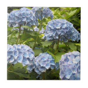 Deep Blue Hydrangeas Fliese