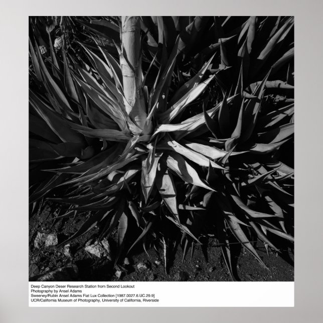 Deep Canyon Wüstenforschungsstation von Ansel Adam Poster (Vorne)