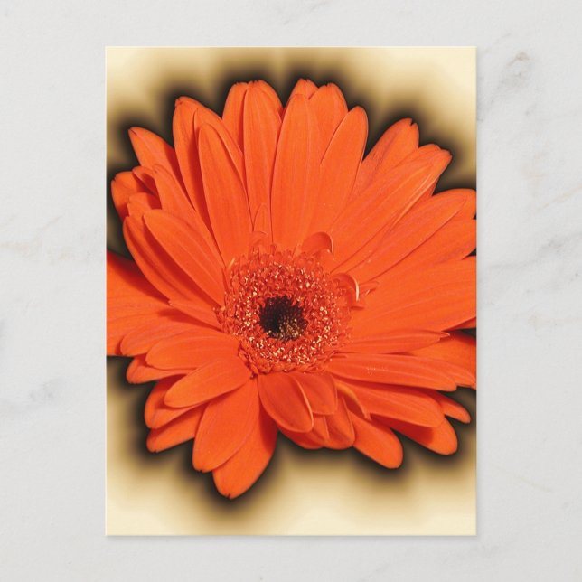 Deep Gerbera Postkarte (Vorderseite)
