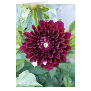 Deep Lila Dahlia Blume Blank Card