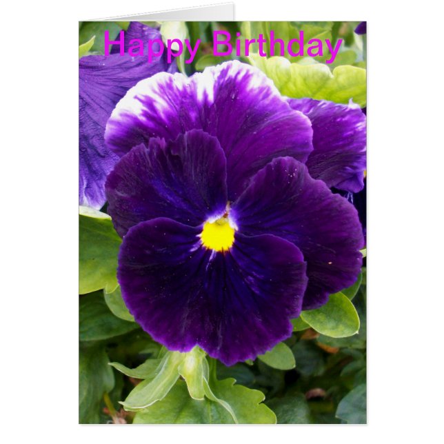 Deep Lila Pansy Birthday Card (Vorne)