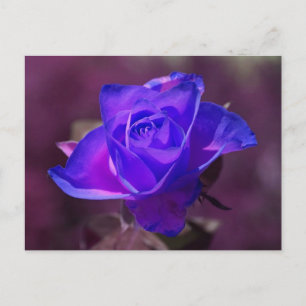 Deep Lila Rose Postkarte