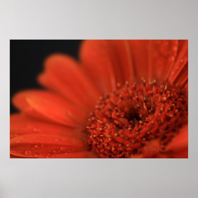 Deep Orange Gerbera Poster (Vorne)