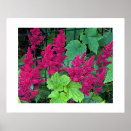 Deep Pink Astilbe Blooms Blumen Poster