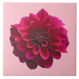 Deep Pink Dahlia Blume auf der Keramik Tile Fliese