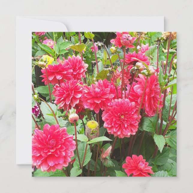 Deep Pink Dahlias Flat Greeting Card Karte (Vorderseite)