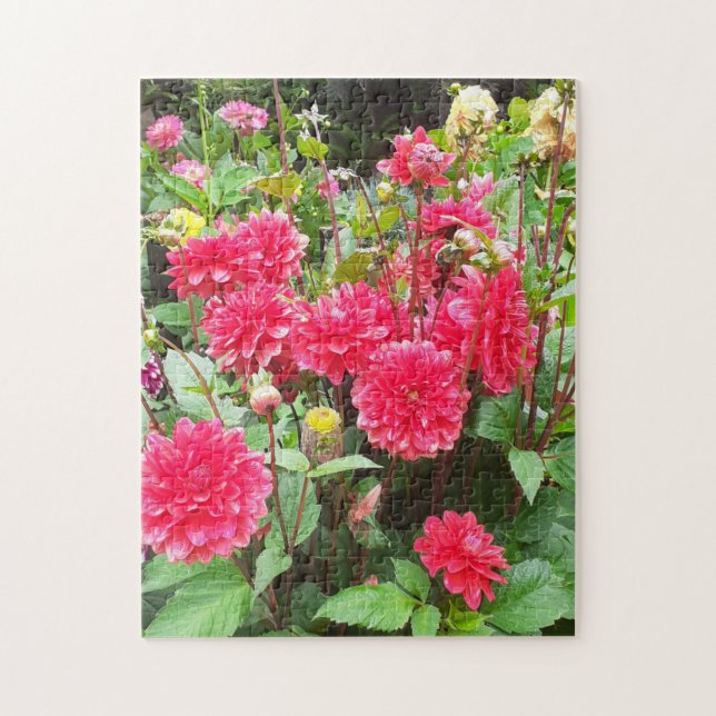 Deep Pink Dahlias Jigsaw Puzzle (Vertikal)