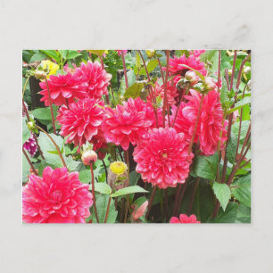 Deep Pink Dahlias Postkarte