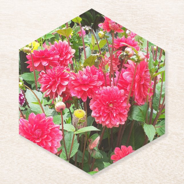 Deep Pink Dahlias Untersetzer (Vorderseite)