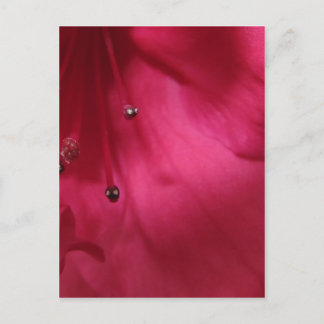 Deep Pink Hibiscus Postcard Postkarte
