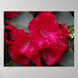 Deep Pink Rhododendron Bloom Floral Fotografie Poster
