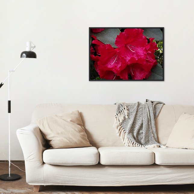 Deep Pink Rhododendron Blooms Bloral Poster (In Situ)