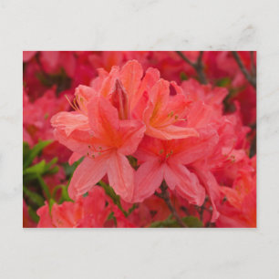 Deep Pink Rhododendron Blume Postkarte