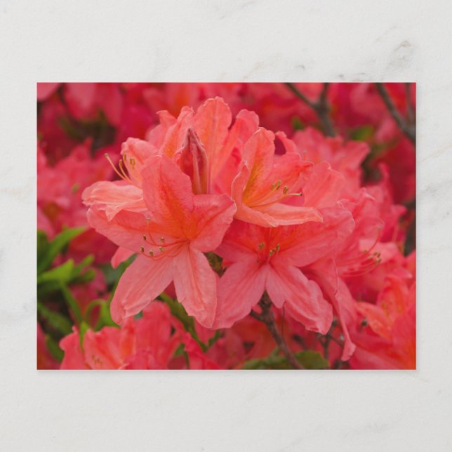 Deep Pink Rhododendron Blume Postkarte (Vorderseite)