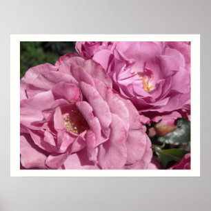 Deep Pink Roses Poster