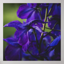 Deep Purple Delphinium Poster