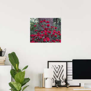 Deep Red Rhododendrons Floral Fotografy Poster
