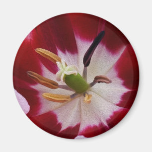 Deep Red Tullip Magnet