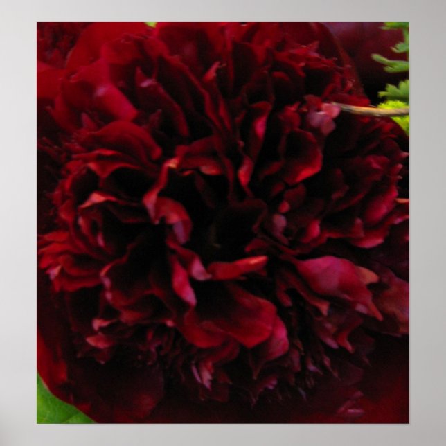 Deep Rich Red Peony Print Poster (Vorne)