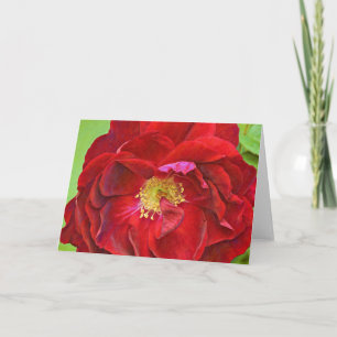 Deep Rote Rose Art Note Card Karte